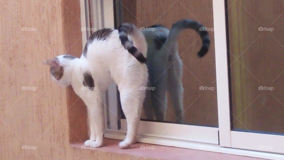 A cat and its shadow in the mirror.