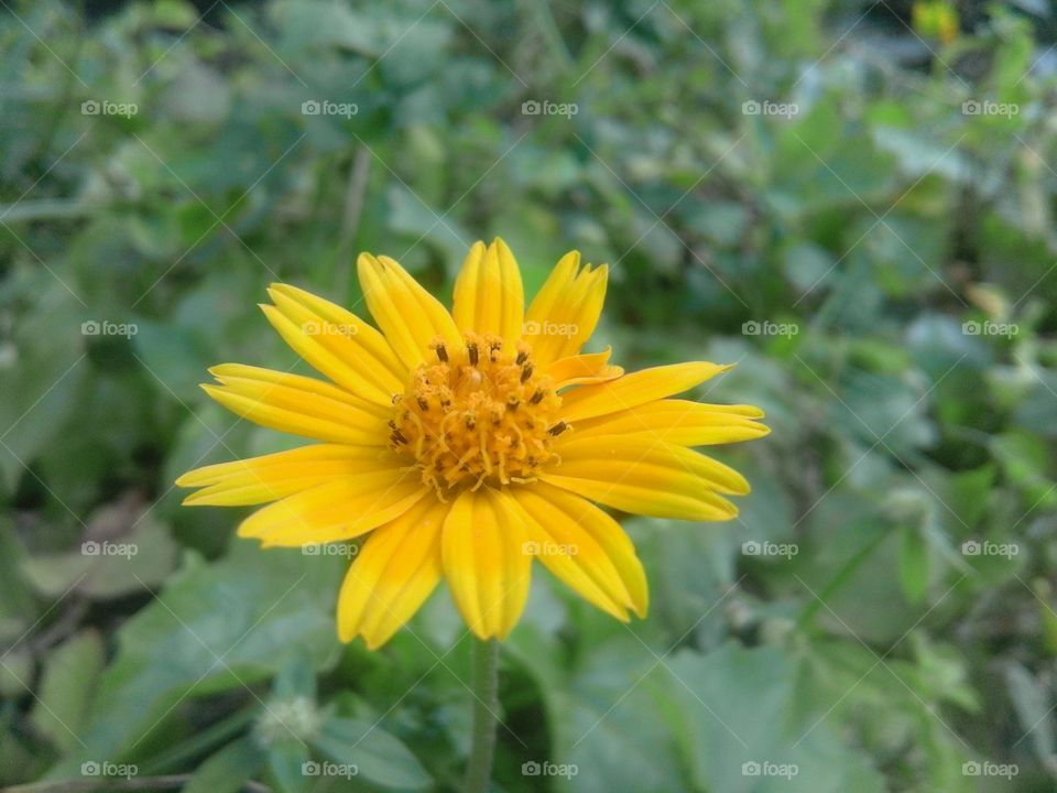 yellow flower
