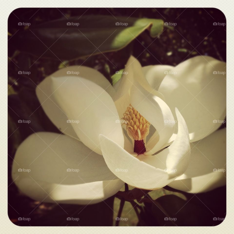 Sweet secret. Magnolia bloom