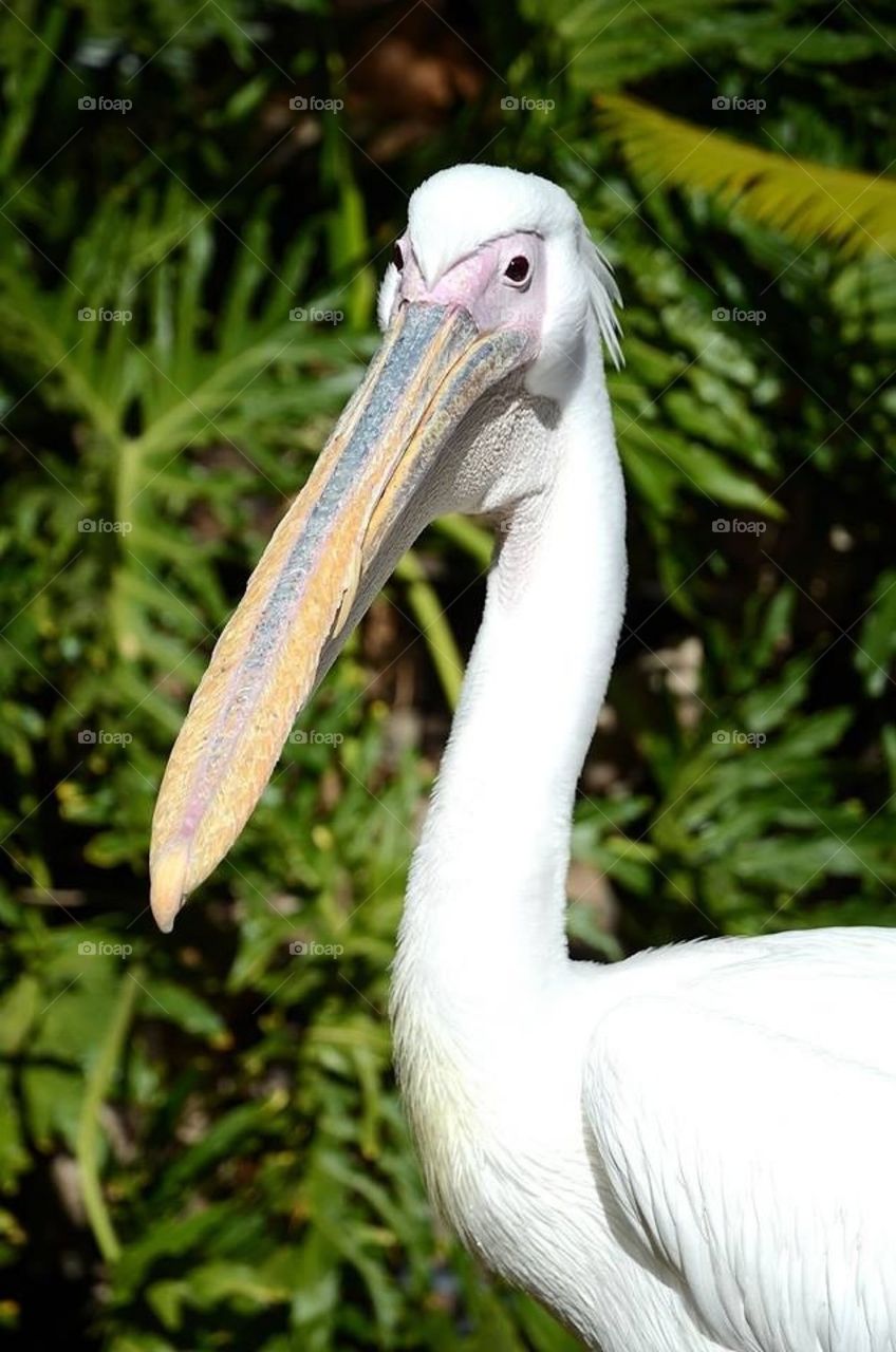 White pelican