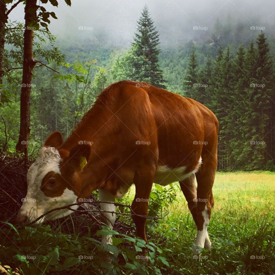 Austrian Bull 