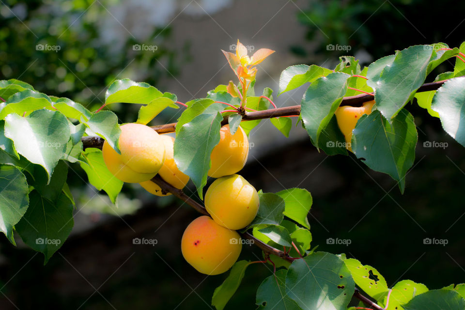 apricots on tree