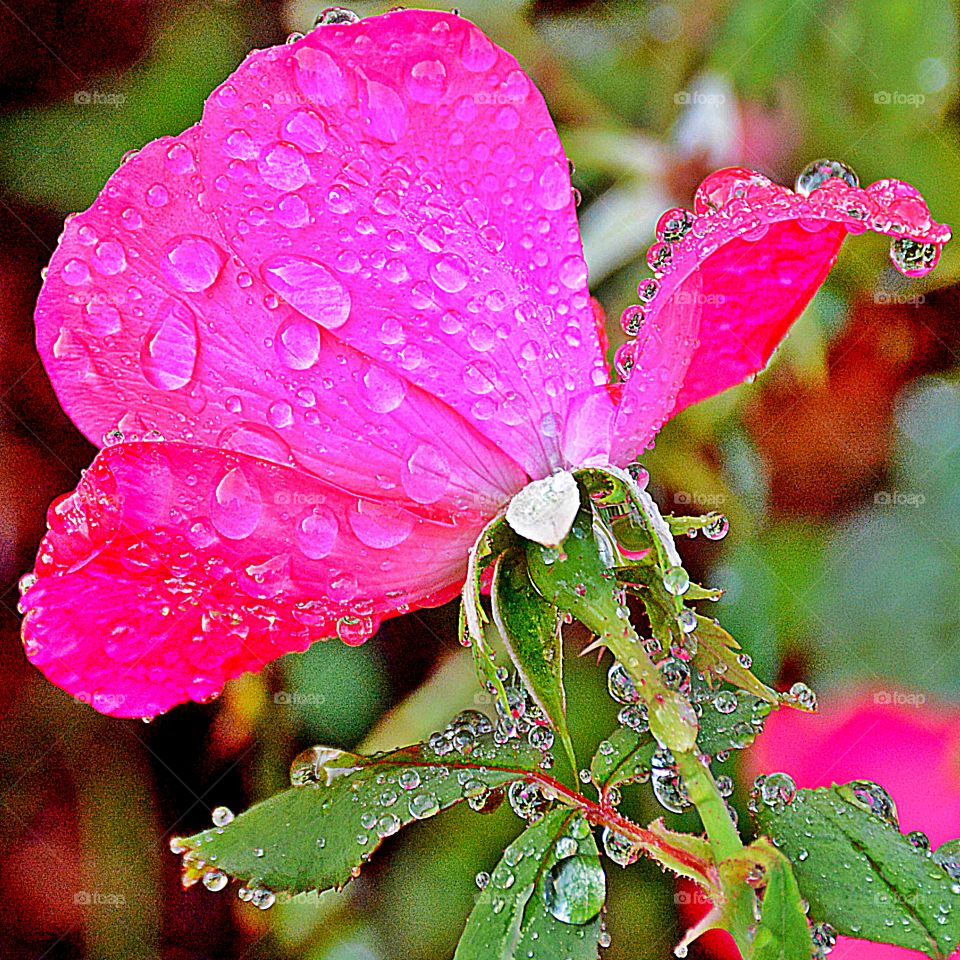 A Pink Rose with morning dew drops - A pink rose is a sign of admiration, gentleness, grace, gladness, and joy