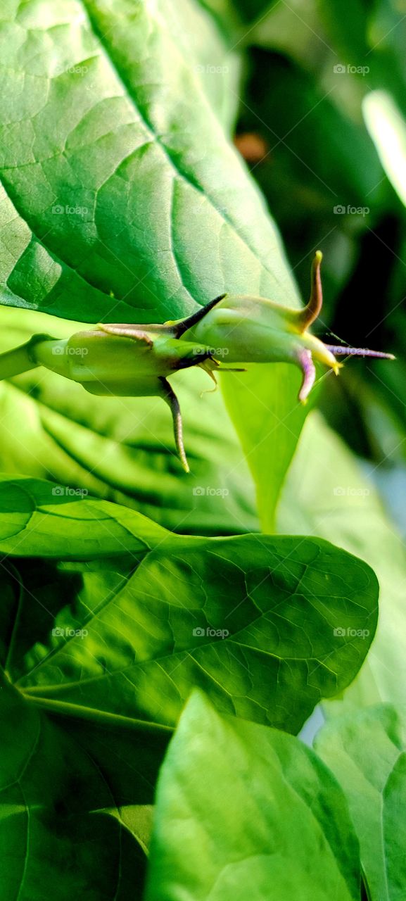 moon flower budding