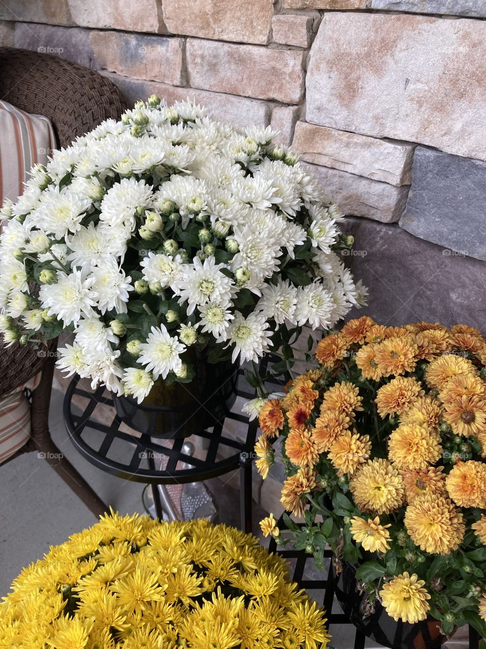 Beautiful Multicolored Flowers on a Sunny Day Outside with a Brick Background