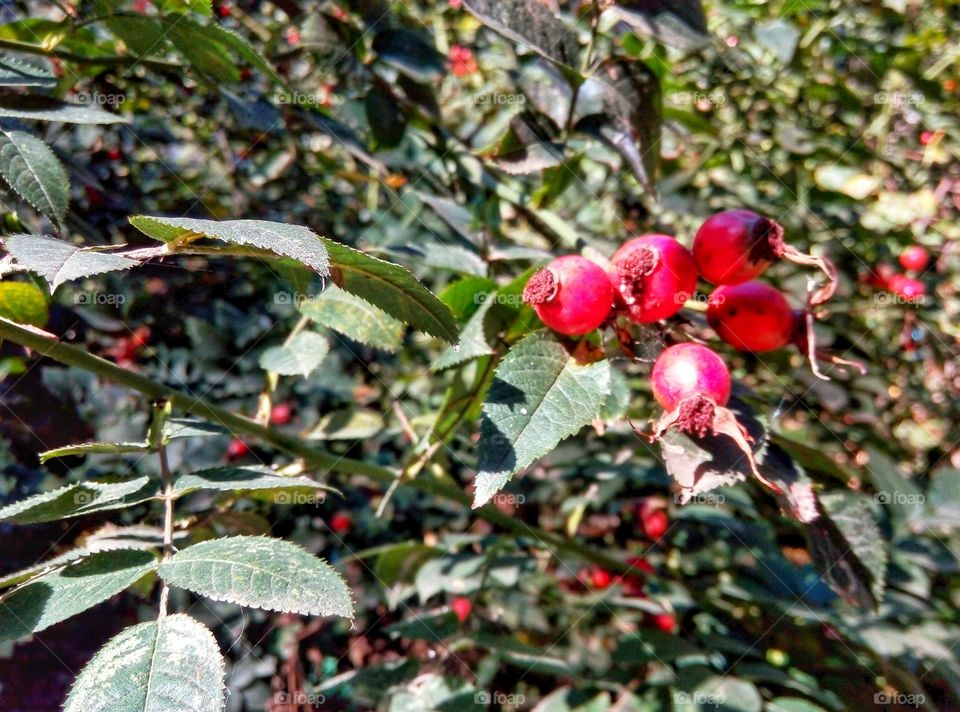 Leaf, Tree, Fruit, Nature, Branch