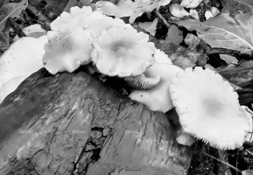mushroom