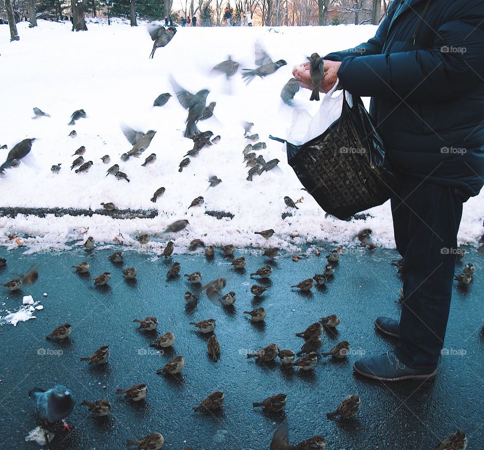Feeding birds 
