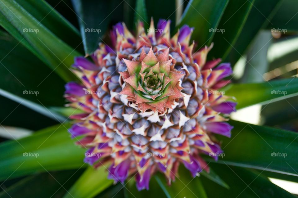 Going to be a  pineapple