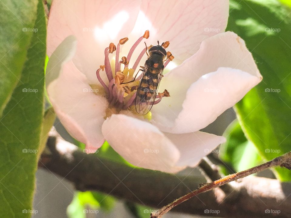 Bee on pink flower