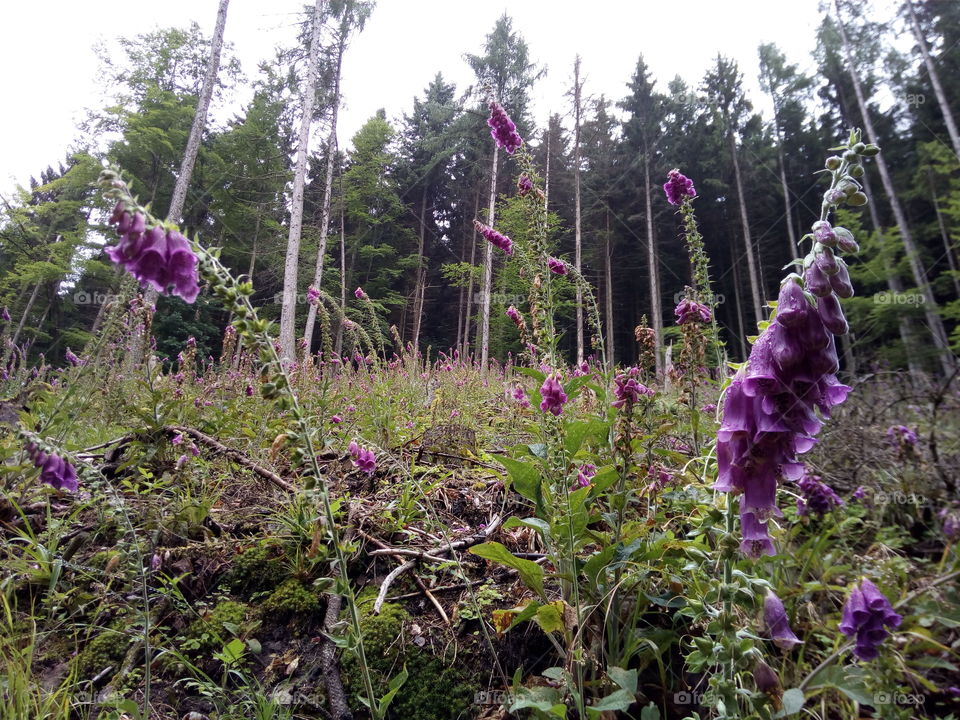 Schwarzwald in Bad Wildbad
