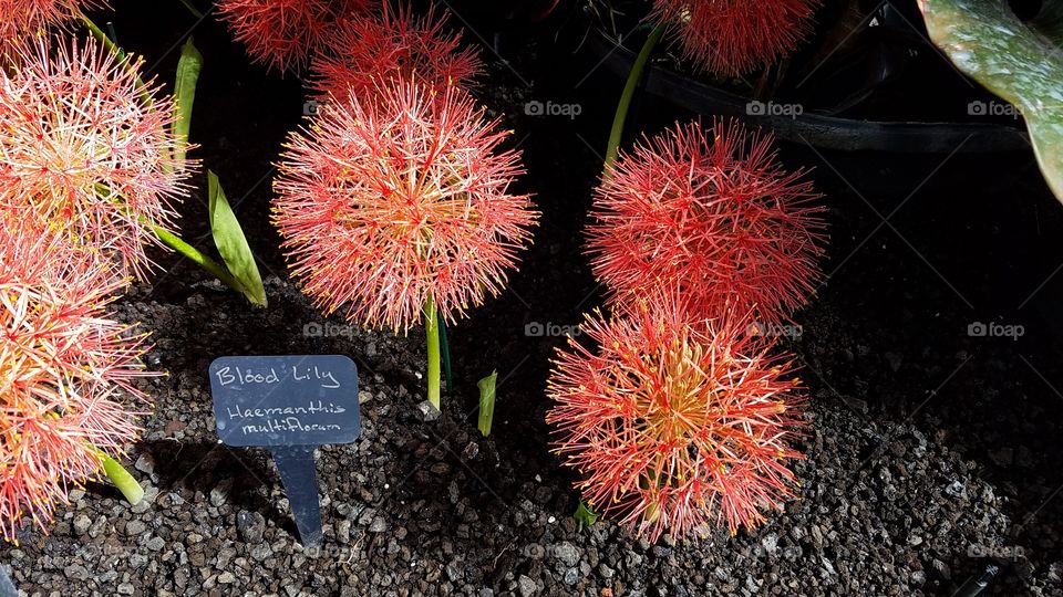 Blood lily