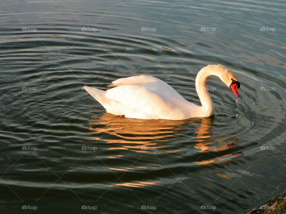 White swan on water 
