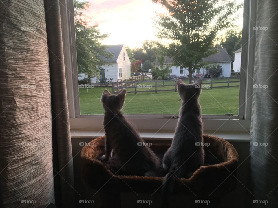 Kittens enjoying the view 😻