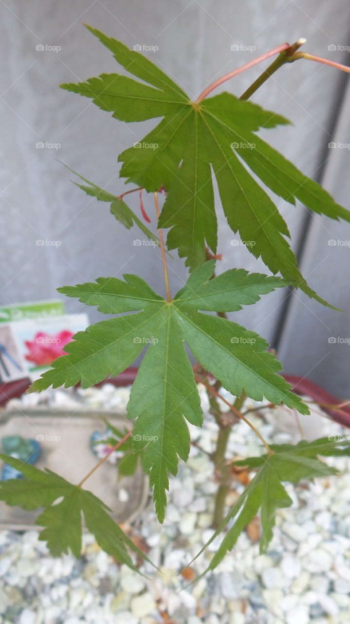 bonsai maple tree