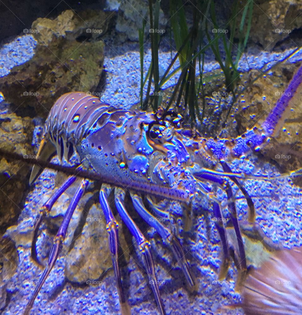 Blue Lobster at the Newport Aquarium in Kentucky. The probability of the lobster of having this color is one in two million!