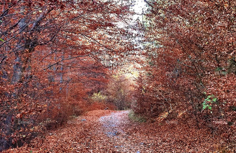 Autumn in the Vitosha mountain, Bulgaria