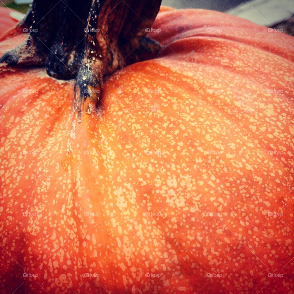 pumpkin. my pumpkin