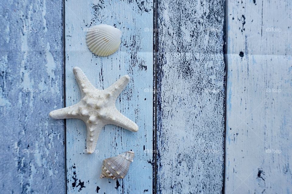 Seashells on wood