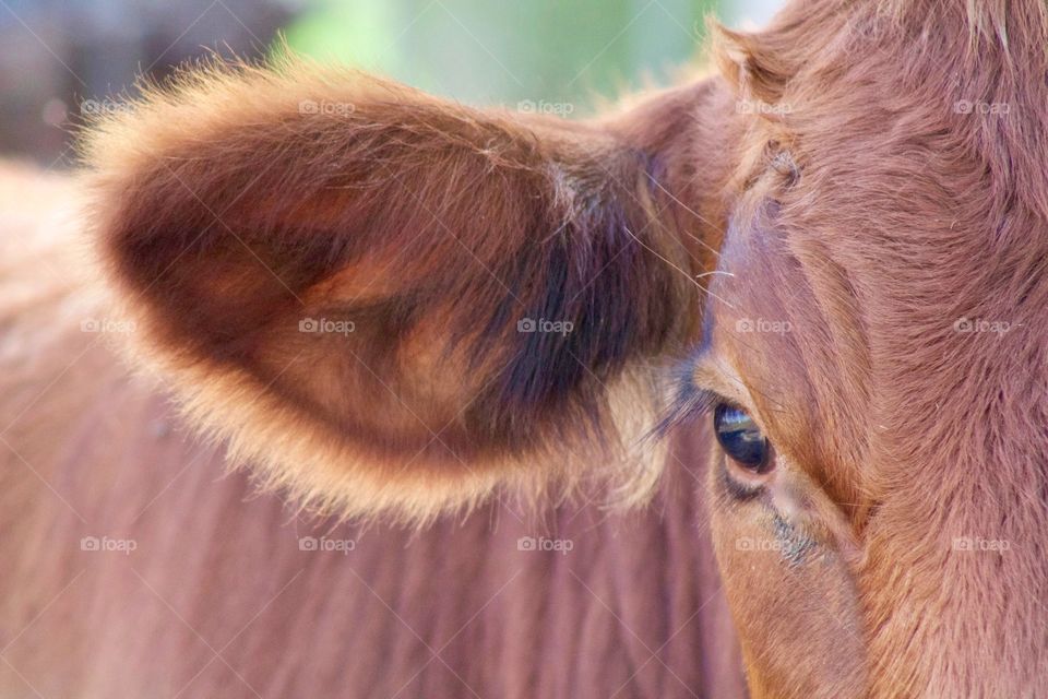 Closeup of a red steer