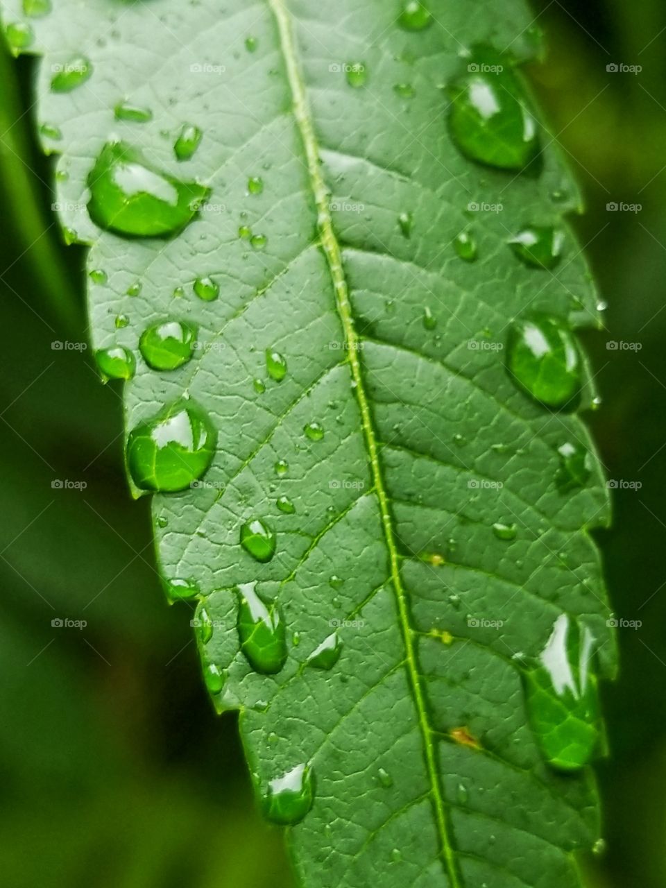 drops on a leaf