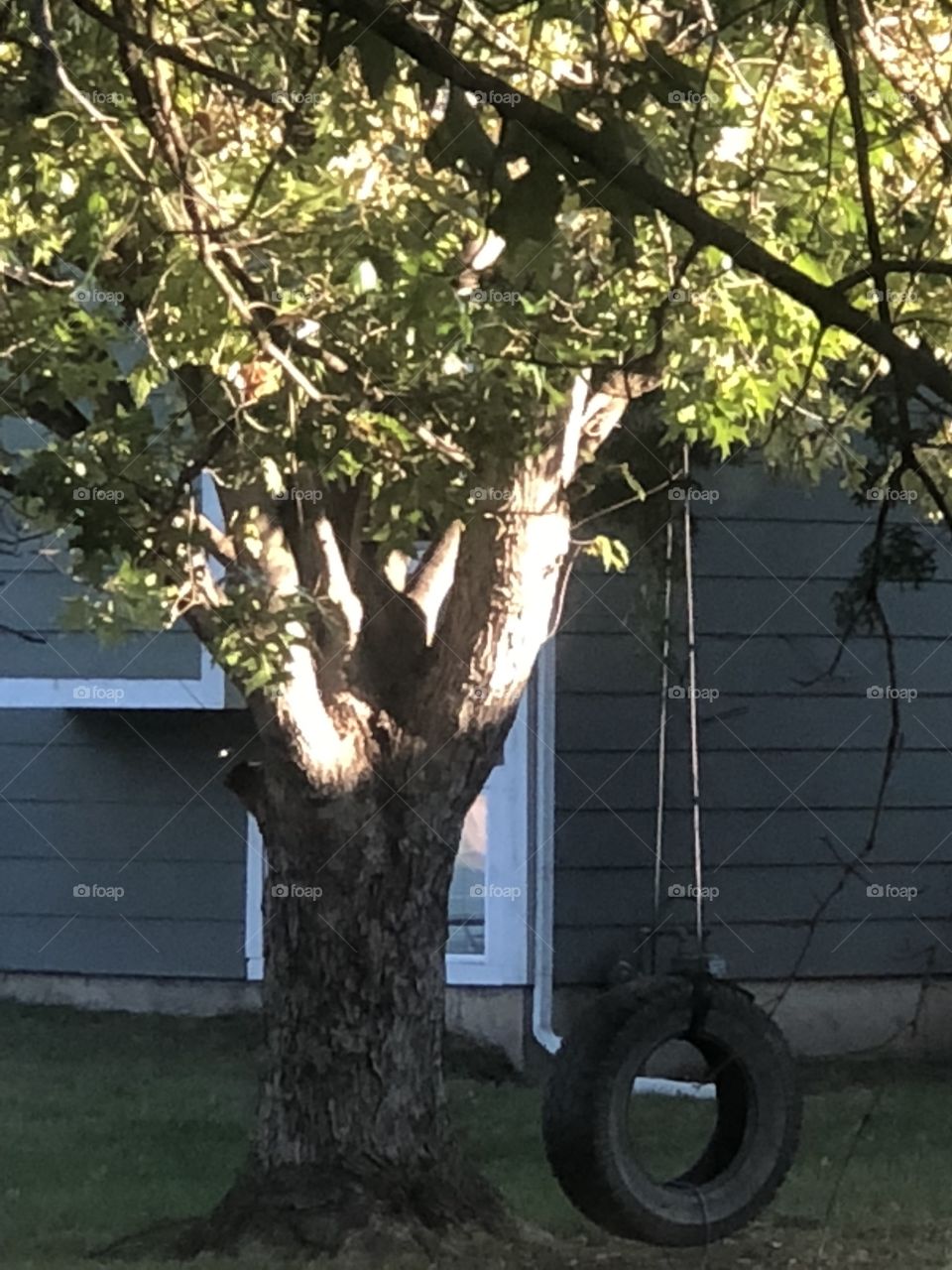 A tire swing for children to play on a nice big tree