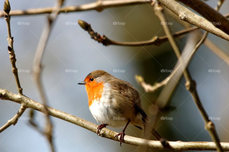robin