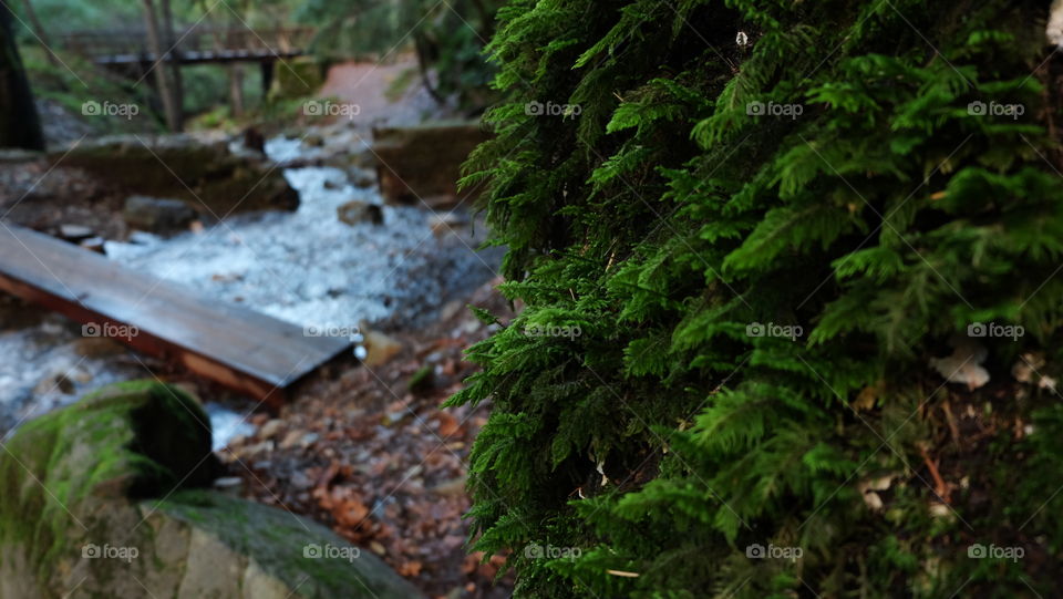 Makeshift wood bridge over a stream in a forest.