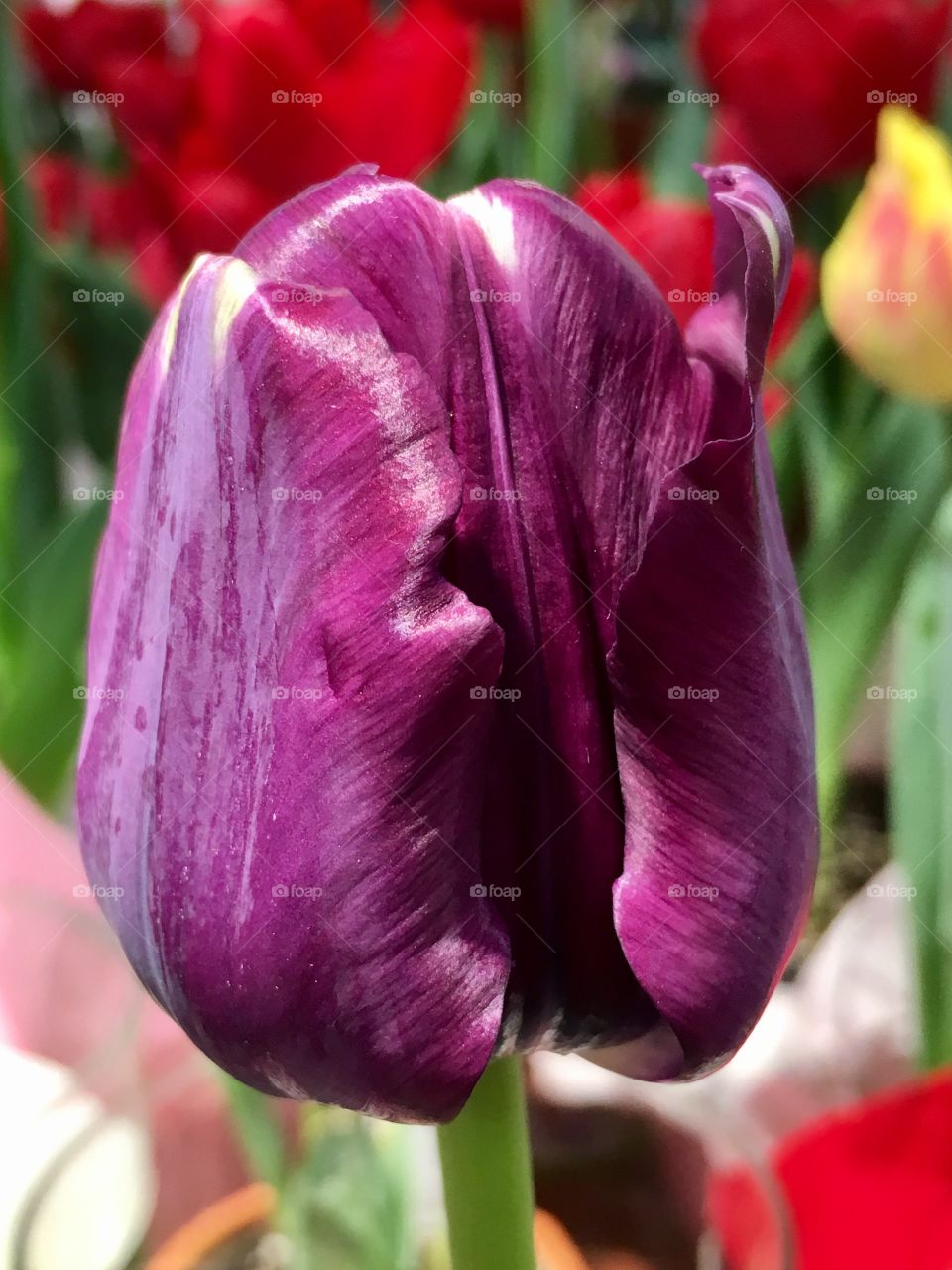 Early Spring Tulip