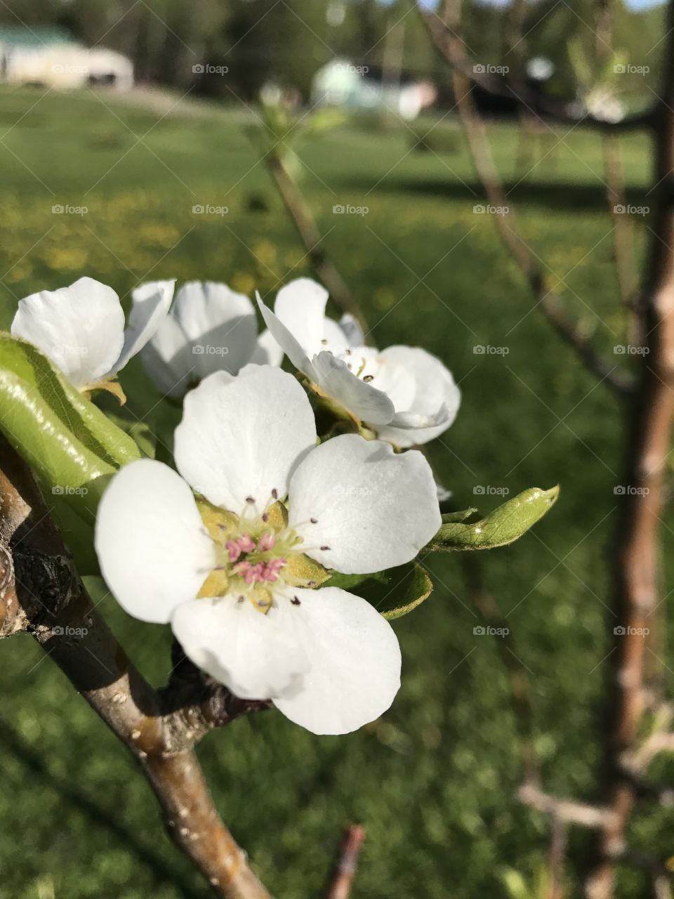 Apple blossom