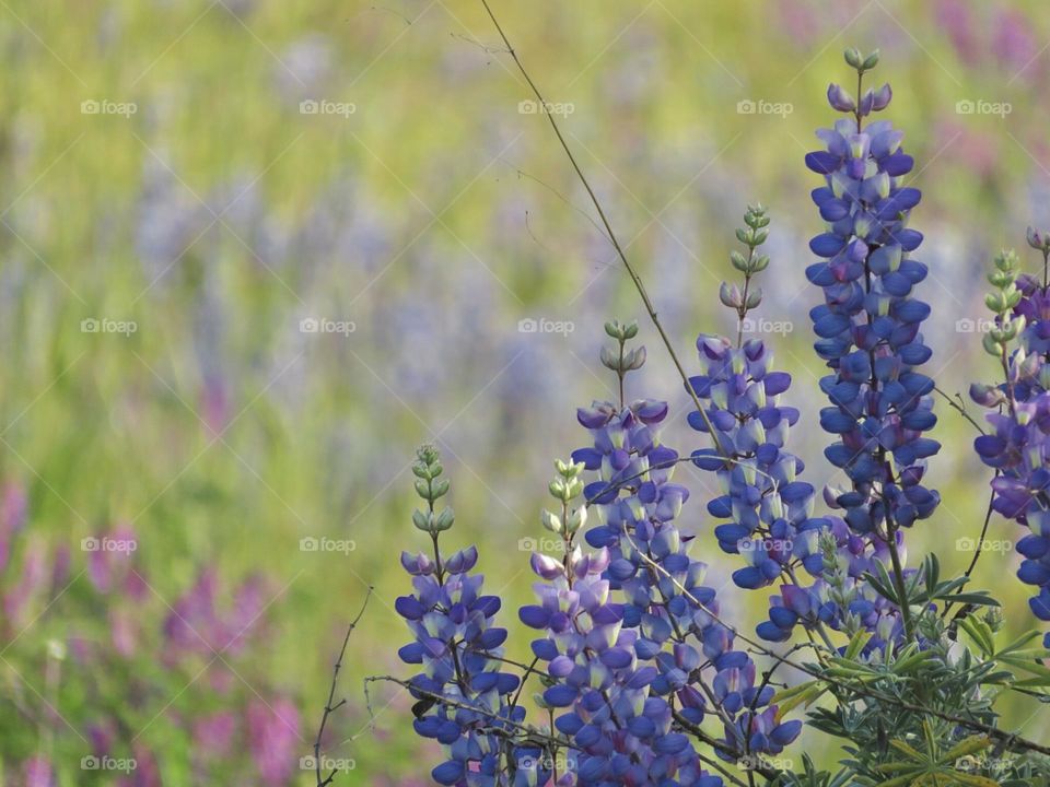 Purple Flowers