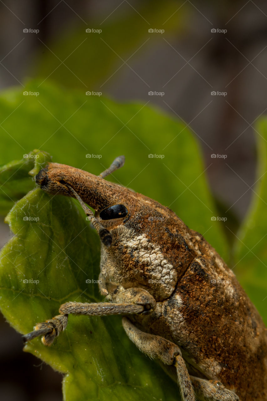 The Curculionidae are the family of the "true" weevils. They are one of the largest animal families, with 6,800 genera and 83,000 species described worldwide. They include the bark beetles as the subfamily Scolytinae.