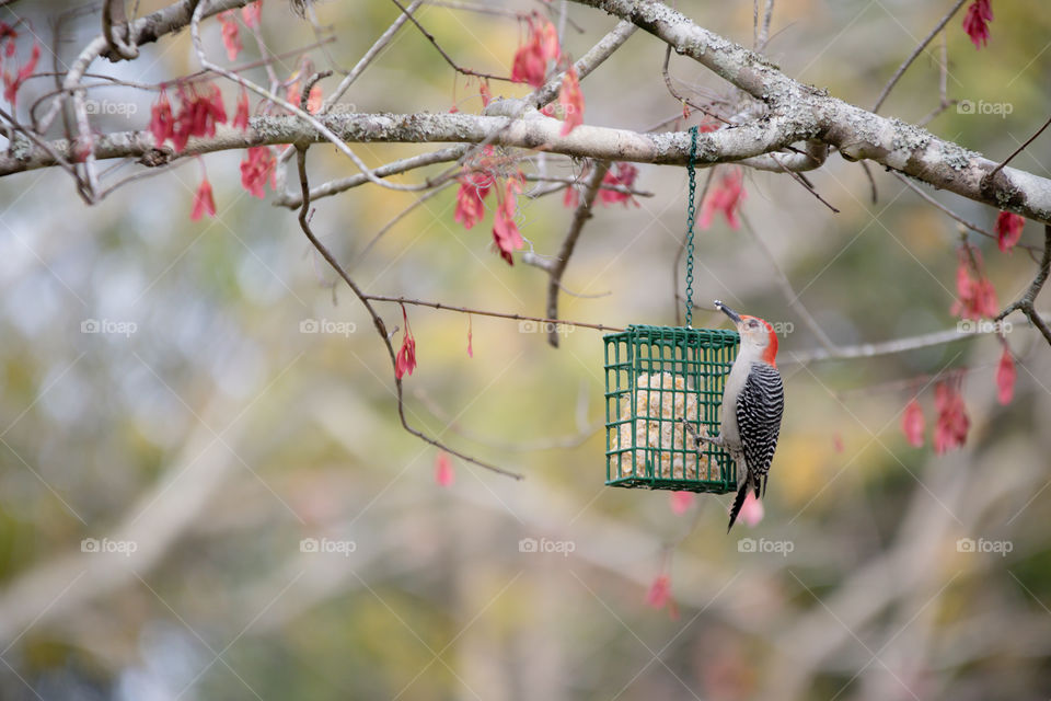 Woodpecker on Feeder Hanging from Tree