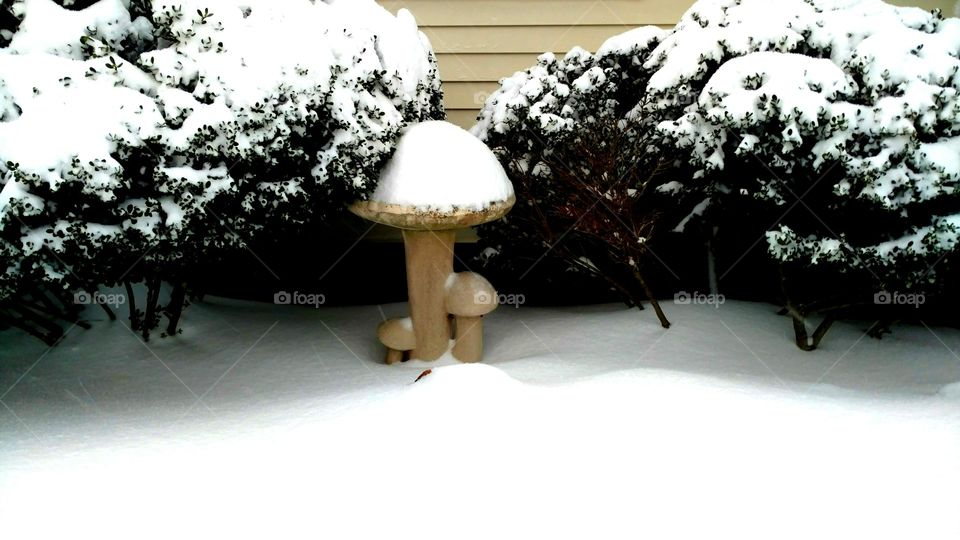 Snow Mushrooms 2017