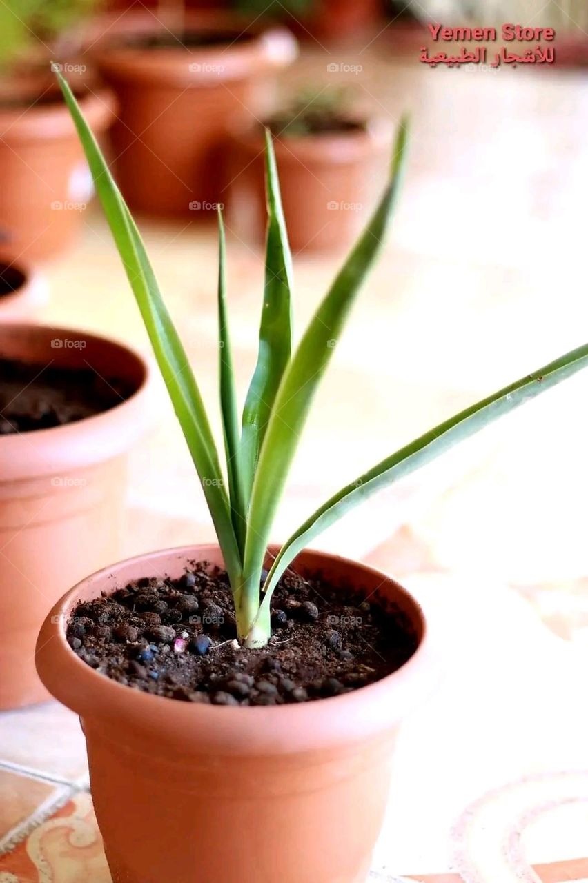 A very beautiful picture, and there is no better picture than it. There is no better picture of green herbs and colorful, red and white roses than it. Glory be to God, the natural and picturesque view, and there is no more