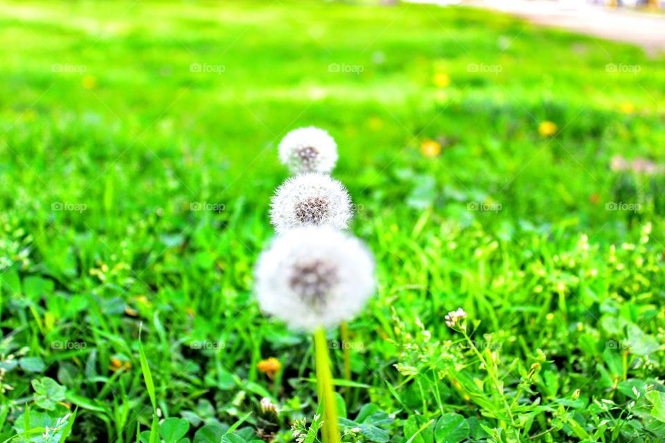 nature, three of a kind in a row