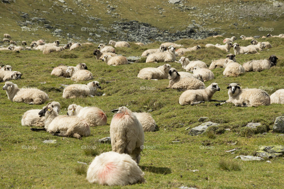 Sheep, Livestock, Mammal, No Person, Merino
