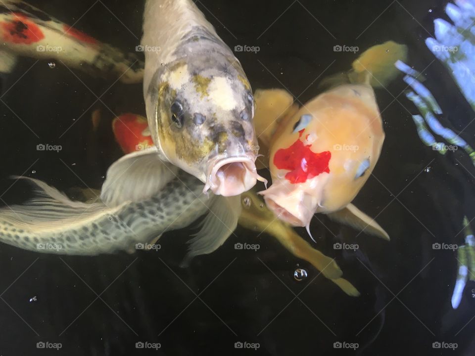 Koi fish pond
