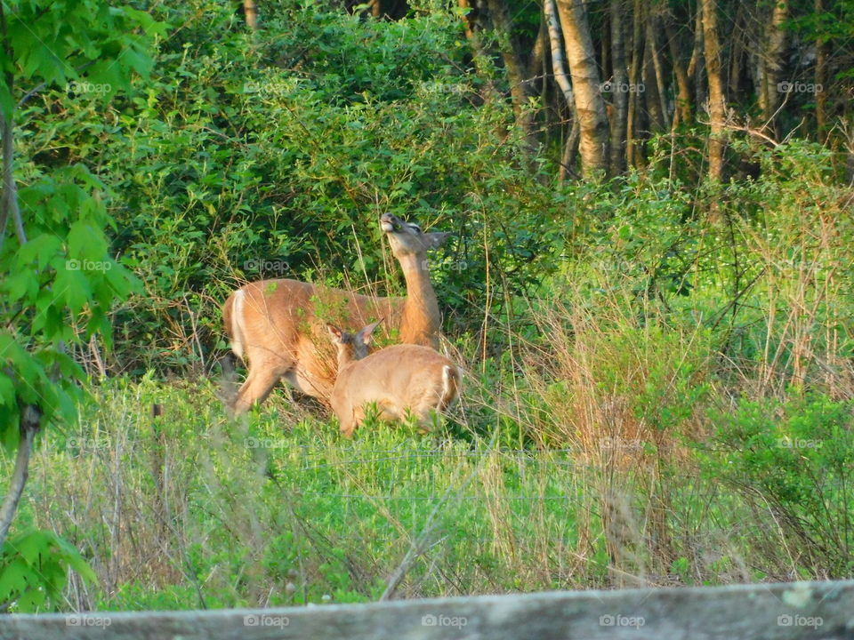Mother Deer & Baby