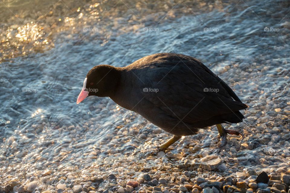 Black Coot at the Shore of a Lake