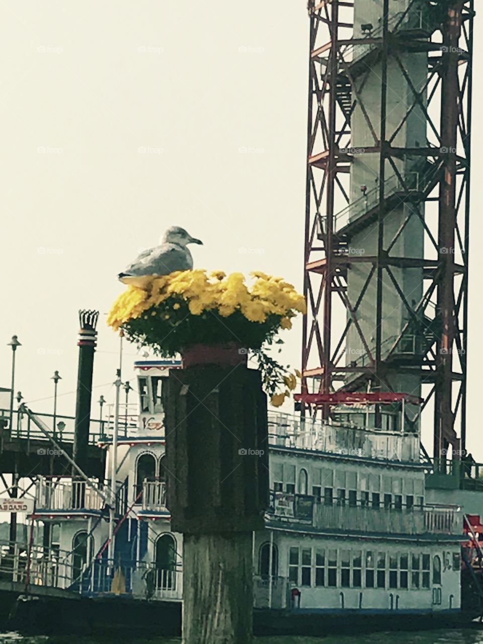 Sea gull resting 