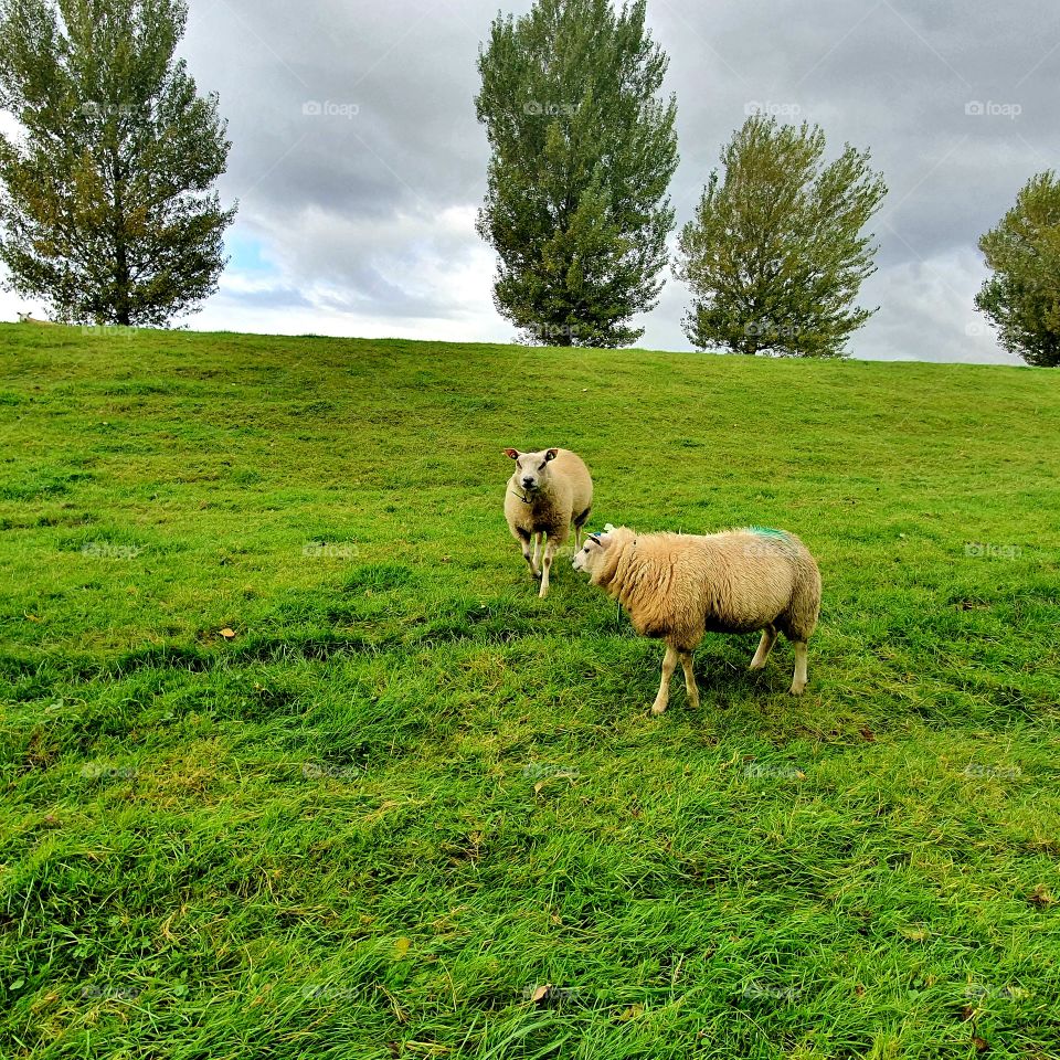 Curious sheep runs from the dike