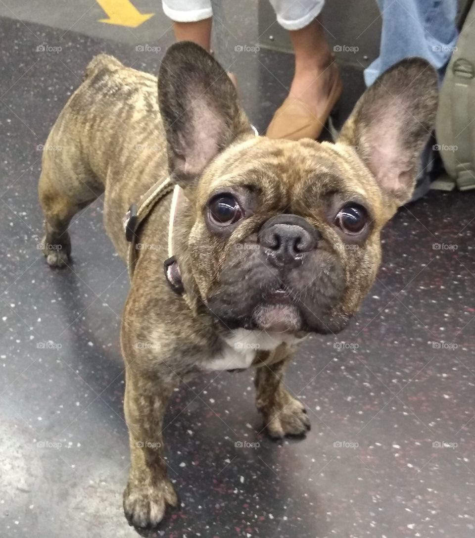 Big Eyes on French Bulldog