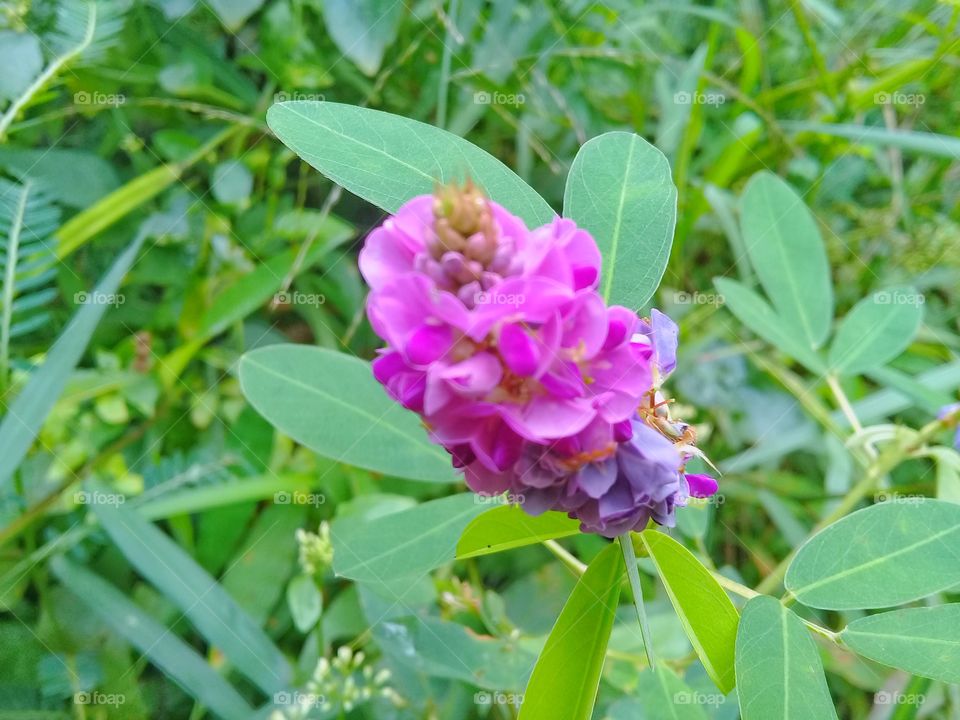 Ketepeng orange-colored flowers look beautiful attractive in Kalimantan Indonesia