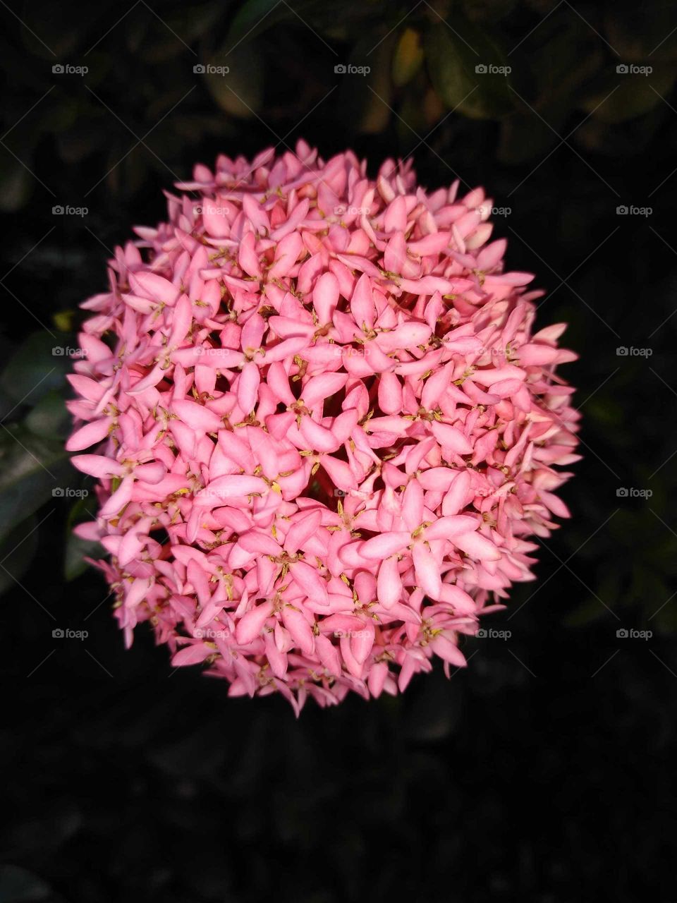 beautiful tiny pink flowers in my garden