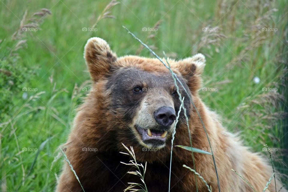 Grizzly Smile