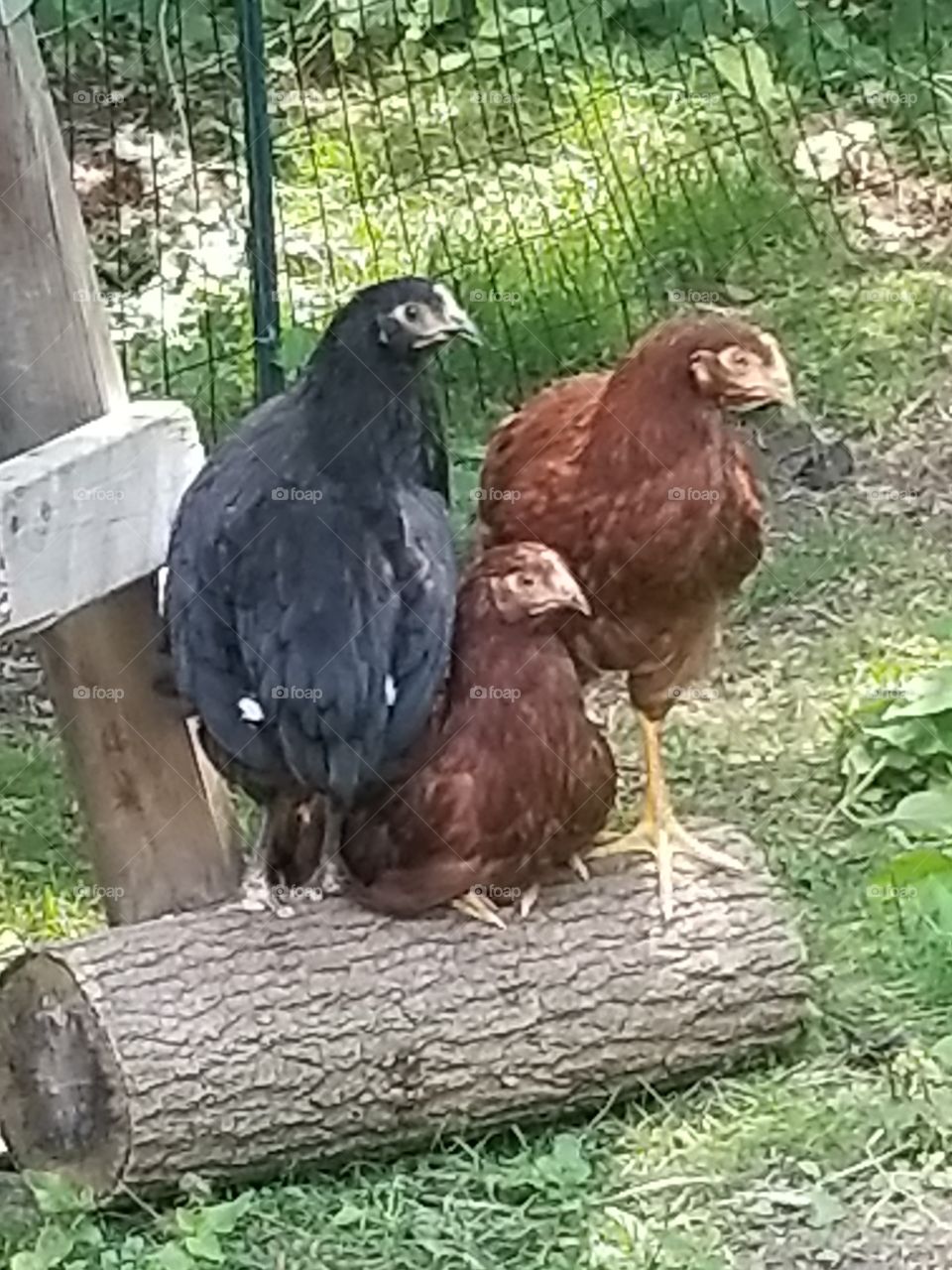 Three Chicks