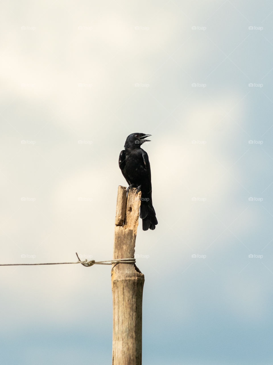 Black Drongo