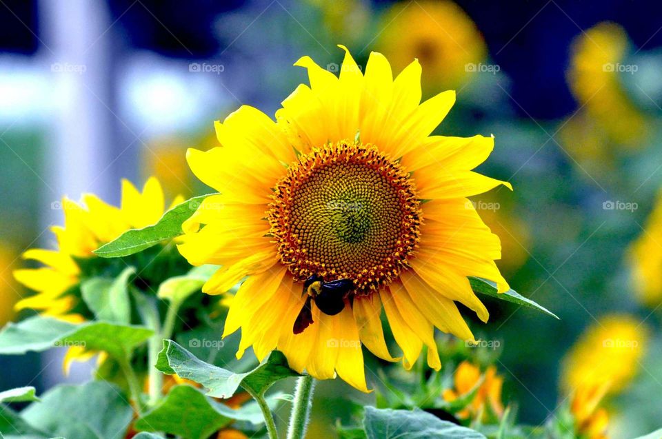 --Sun Flower....