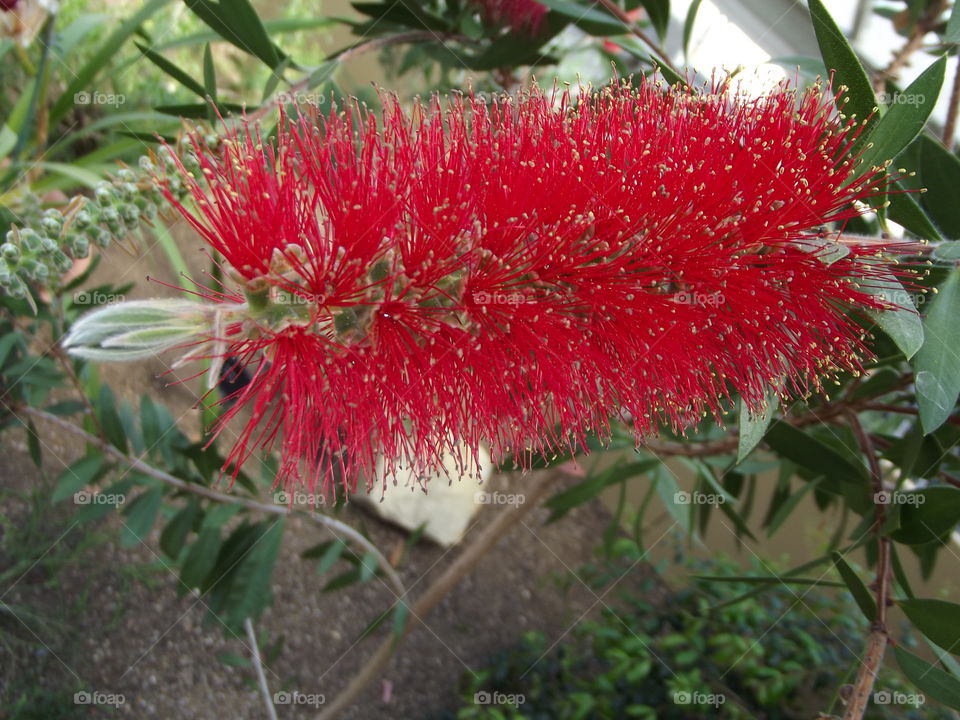 Red Callistemon Flower